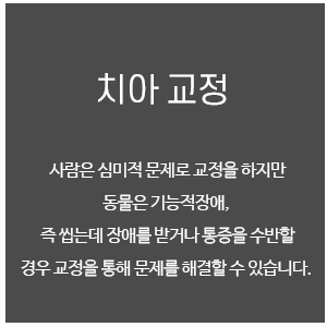 치아교정