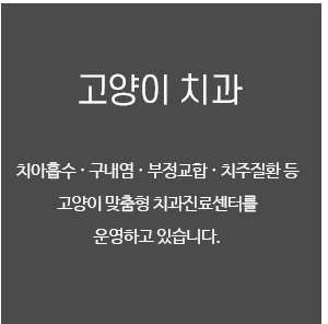 고양이 치과