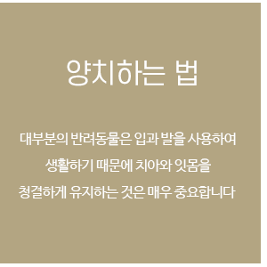 반려동물 양치법